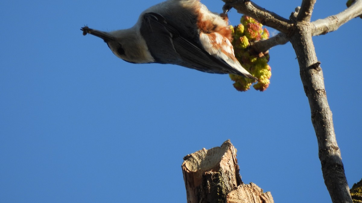 White-breasted Nuthatch - ML313691961