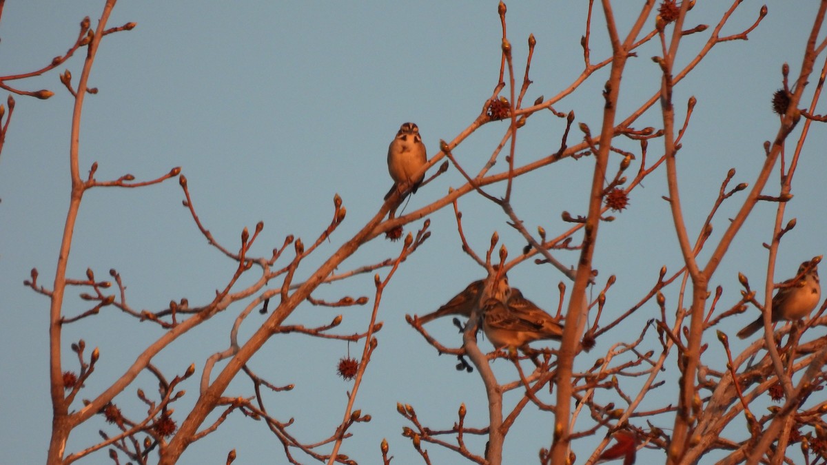 Lark Sparrow - Karen Evans