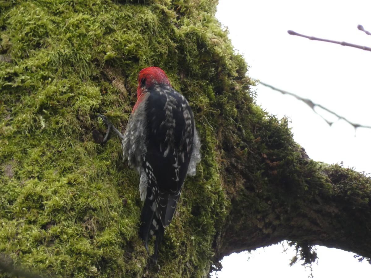 Red-breasted Sapsucker - ML313692241