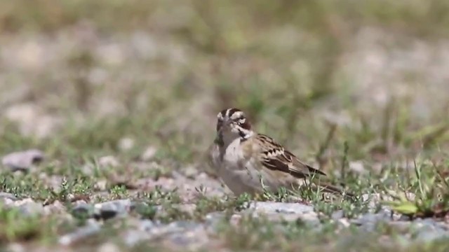 Lark Sparrow - ML313694001