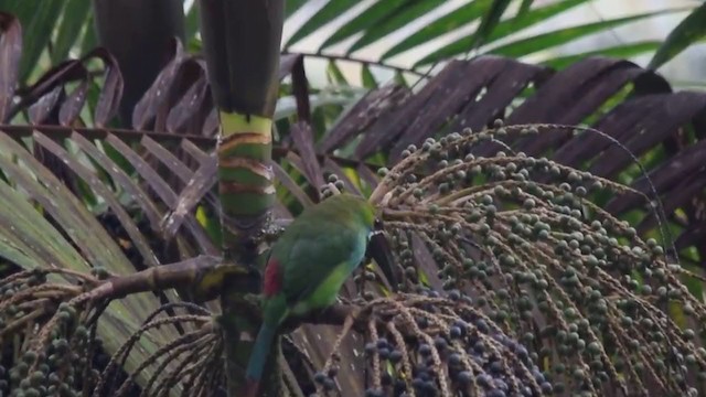 Crimson-rumped Toucanet - ML313694601