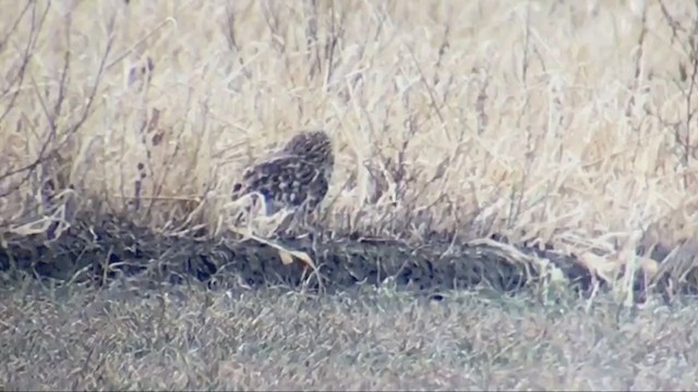 Short-eared Owl (Northern) - ML313695201