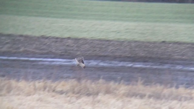 Short-eared Owl (Northern) - ML313695521