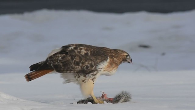 Red-tailed Hawk - ML313697741