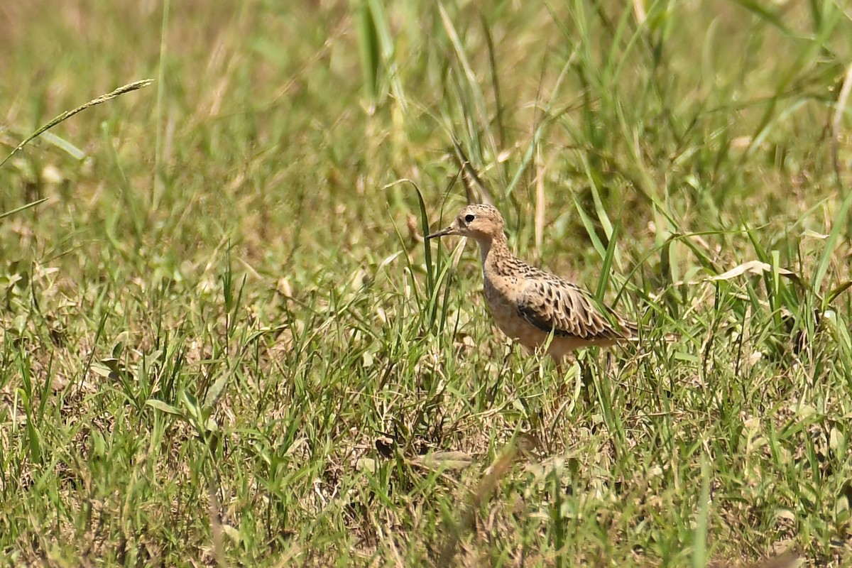 Buff-breasted Sandpiper - ML313697941
