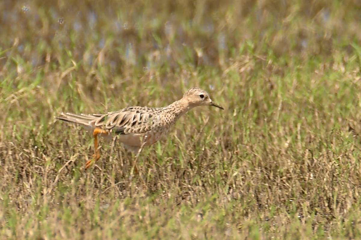 Buff-breasted Sandpiper - ML313697991