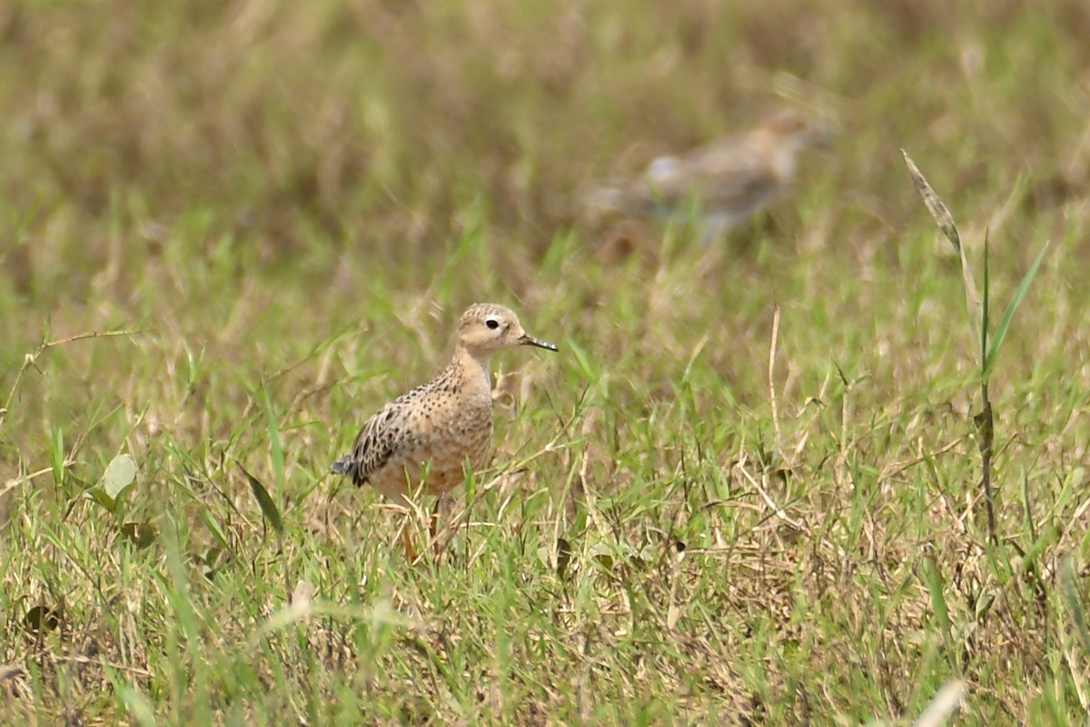 Buff-breasted Sandpiper - ML313698001