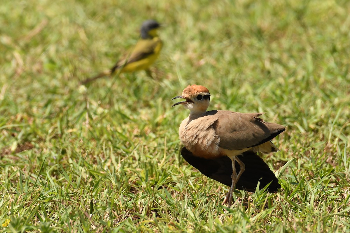 Temminck's Courser - ML313698031