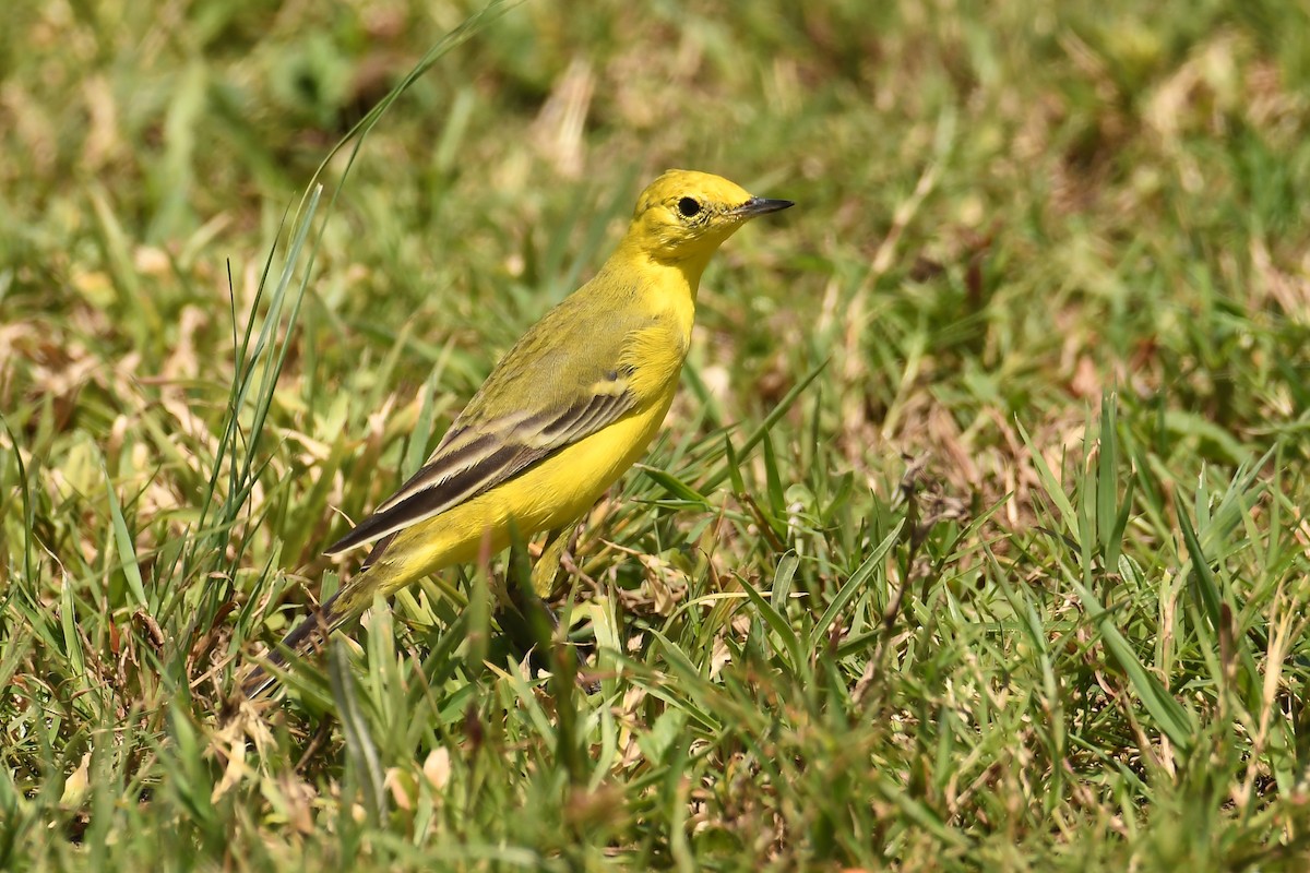 Western Yellow Wagtail - ML313698061