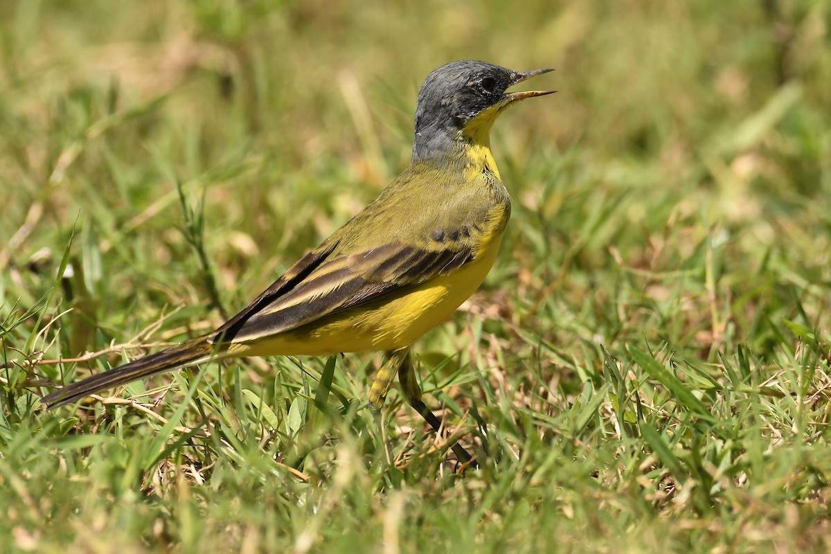Western Yellow Wagtail - ML313698091