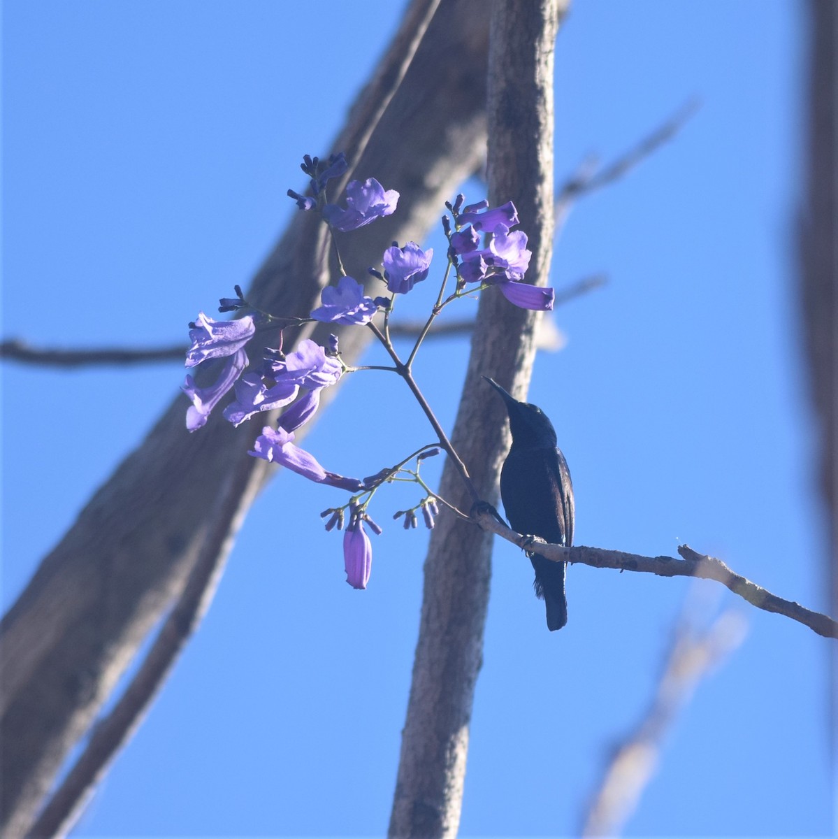 Purple Sunbird - Praveen Bennur