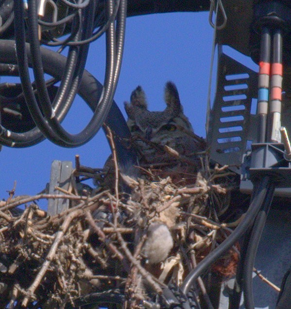 Great Horned Owl - Richard Brown