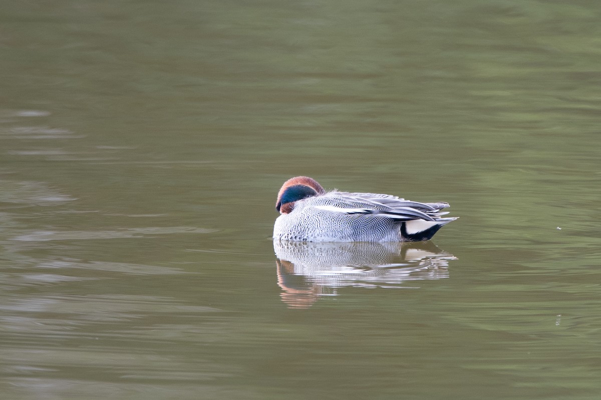 Green-winged Teal (Eurasian) - ML313699661