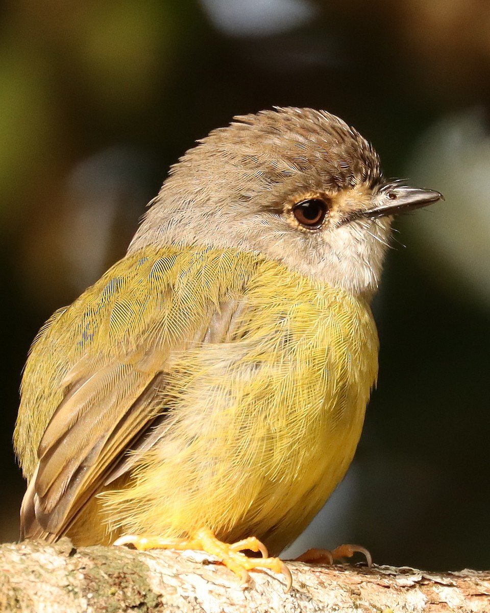 Pale-yellow Robin - ML313702651