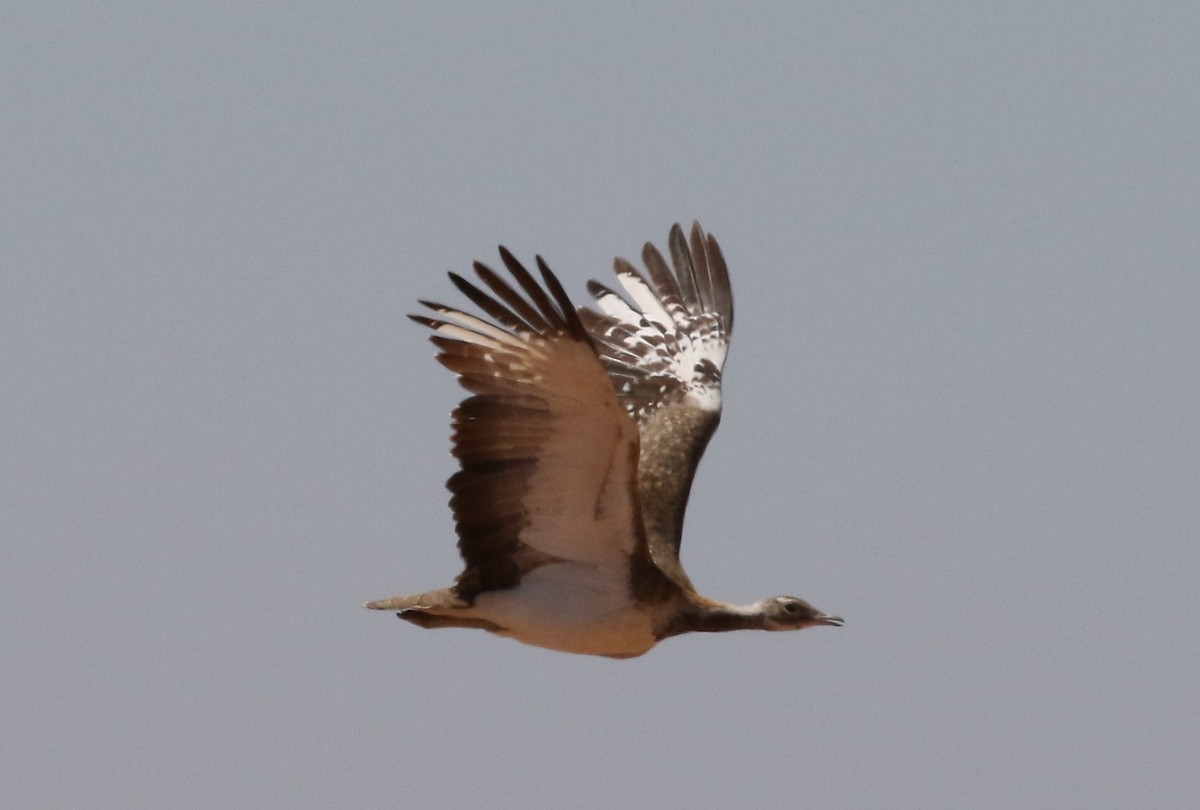 Ludwig's Bustard - Roly Pitts