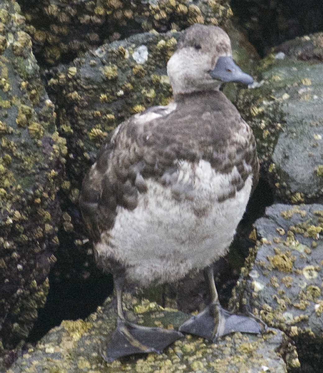 Black Scoter - Mark Rauzon