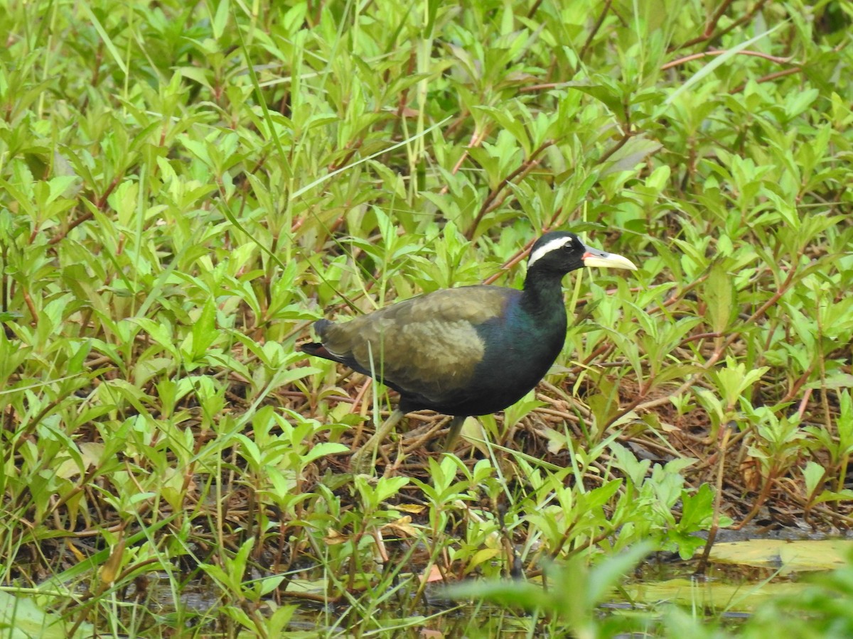 Bronze-winged Jacana - ML313705241