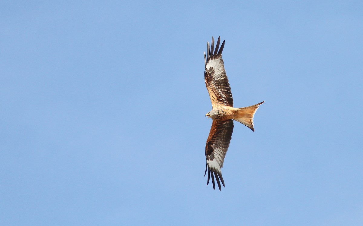 Red Kite - Uku Paal