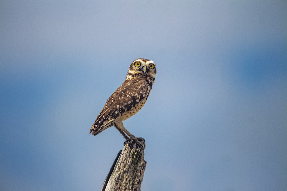 Burrowing Owl - ML313706011