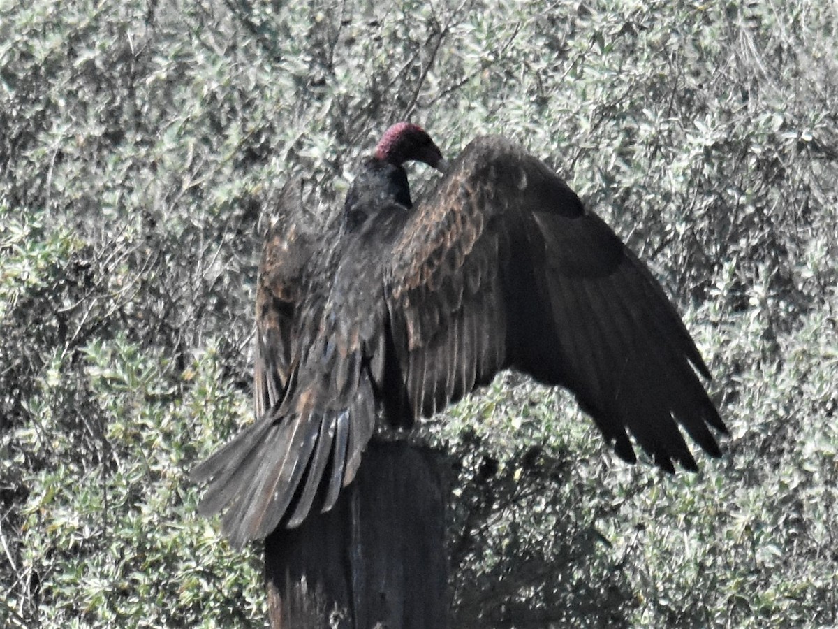 Turkey Vulture - ML313706311