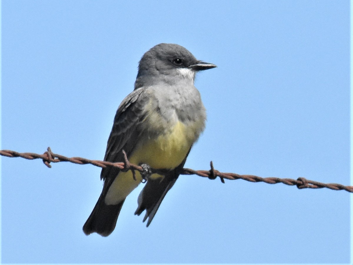 Cassin's Kingbird - ML313706321