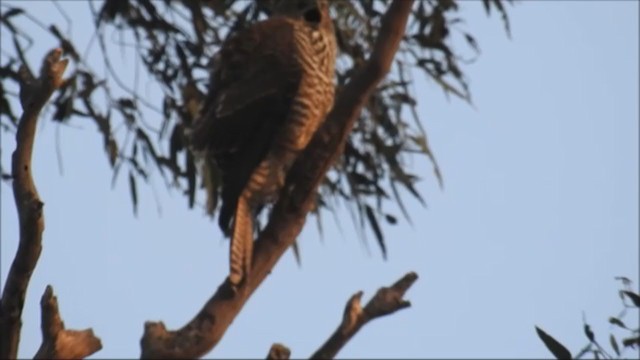 Brown Goshawk - ML313707761