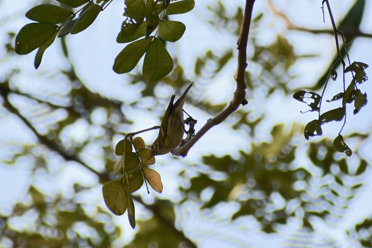 Yellow-browed Warbler - Lance Rathbone