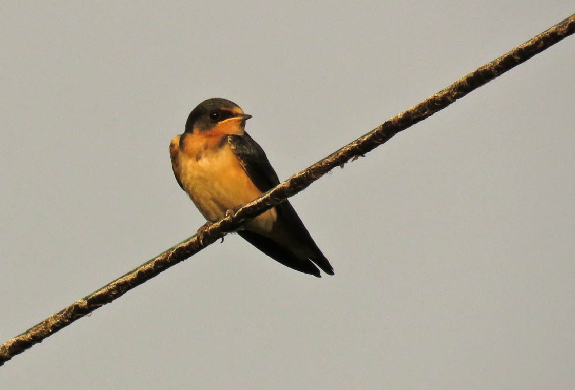 Barn Swallow - ML31370881