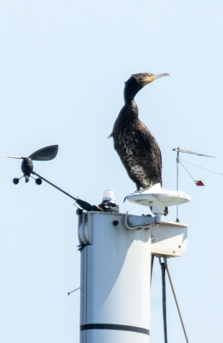 Great Cormorant - ML313711961