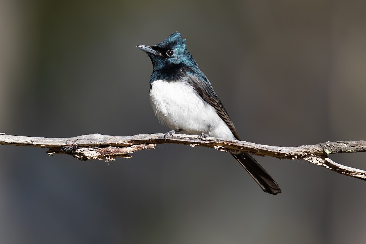 Satin Flycatcher - ML313712151