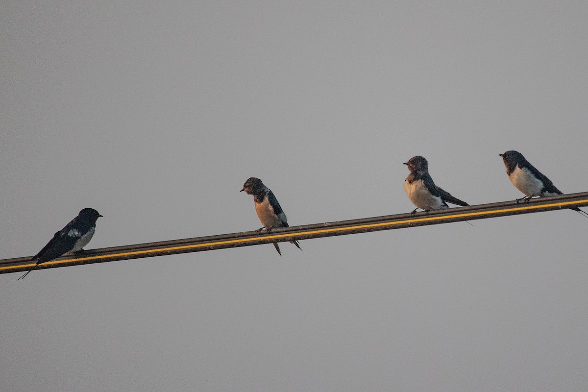 Barn Swallow - ML313713011