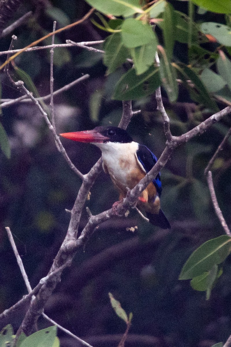 Black-capped Kingfisher - Ng SH