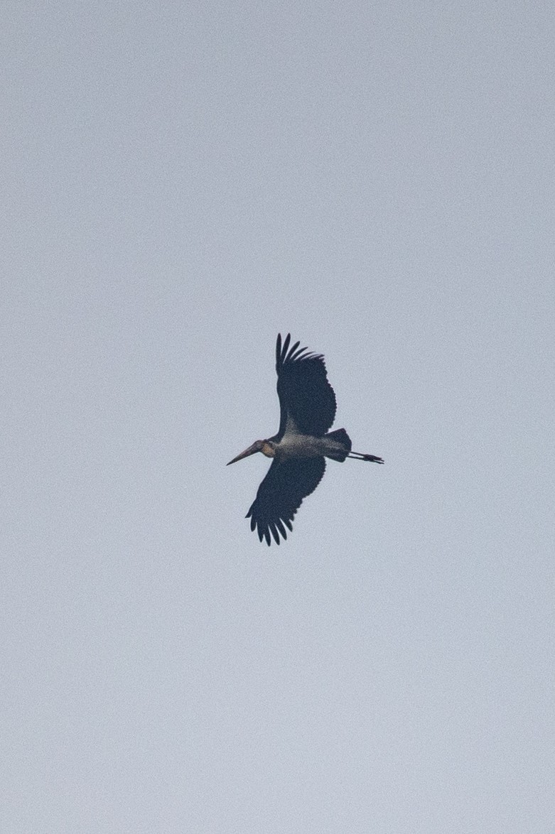 Lesser Adjutant - ML313713451