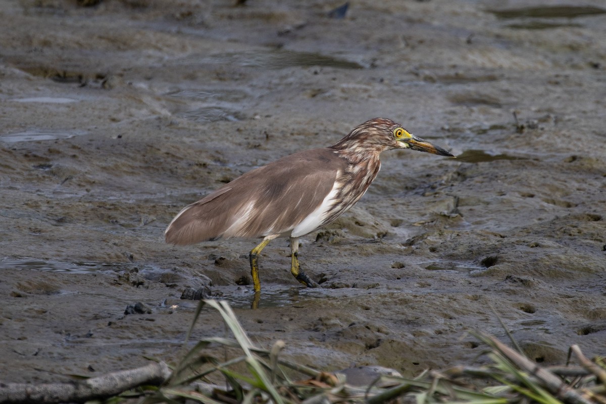 Ardeola sp. - ML313713751