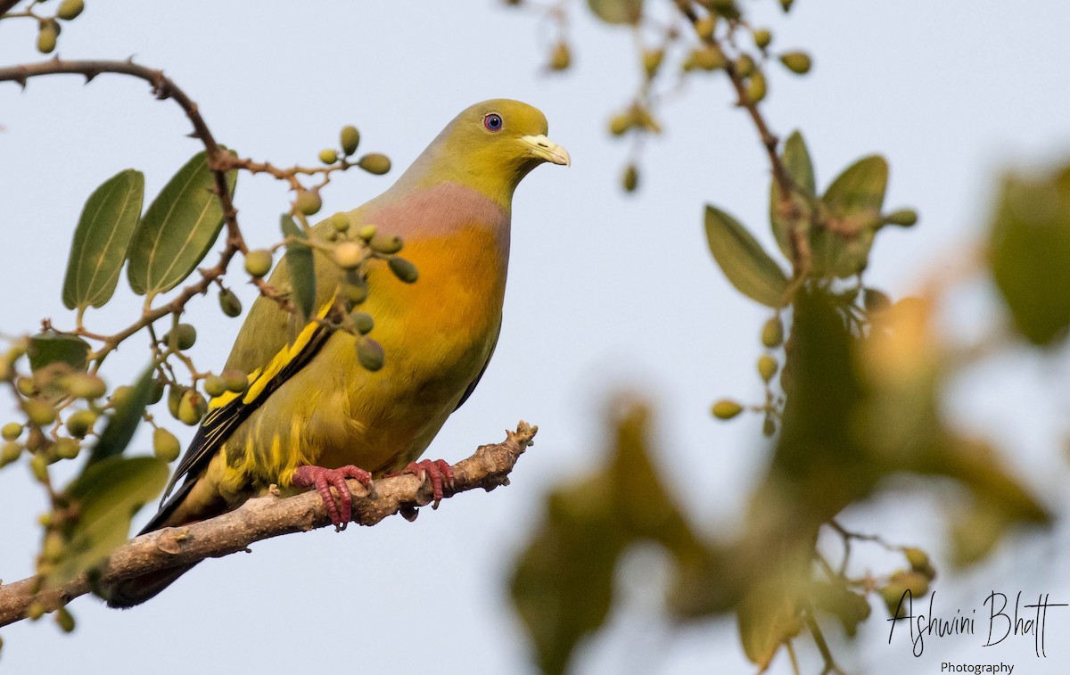 Orange-breasted Green-Pigeon - Ashwini Bhatt