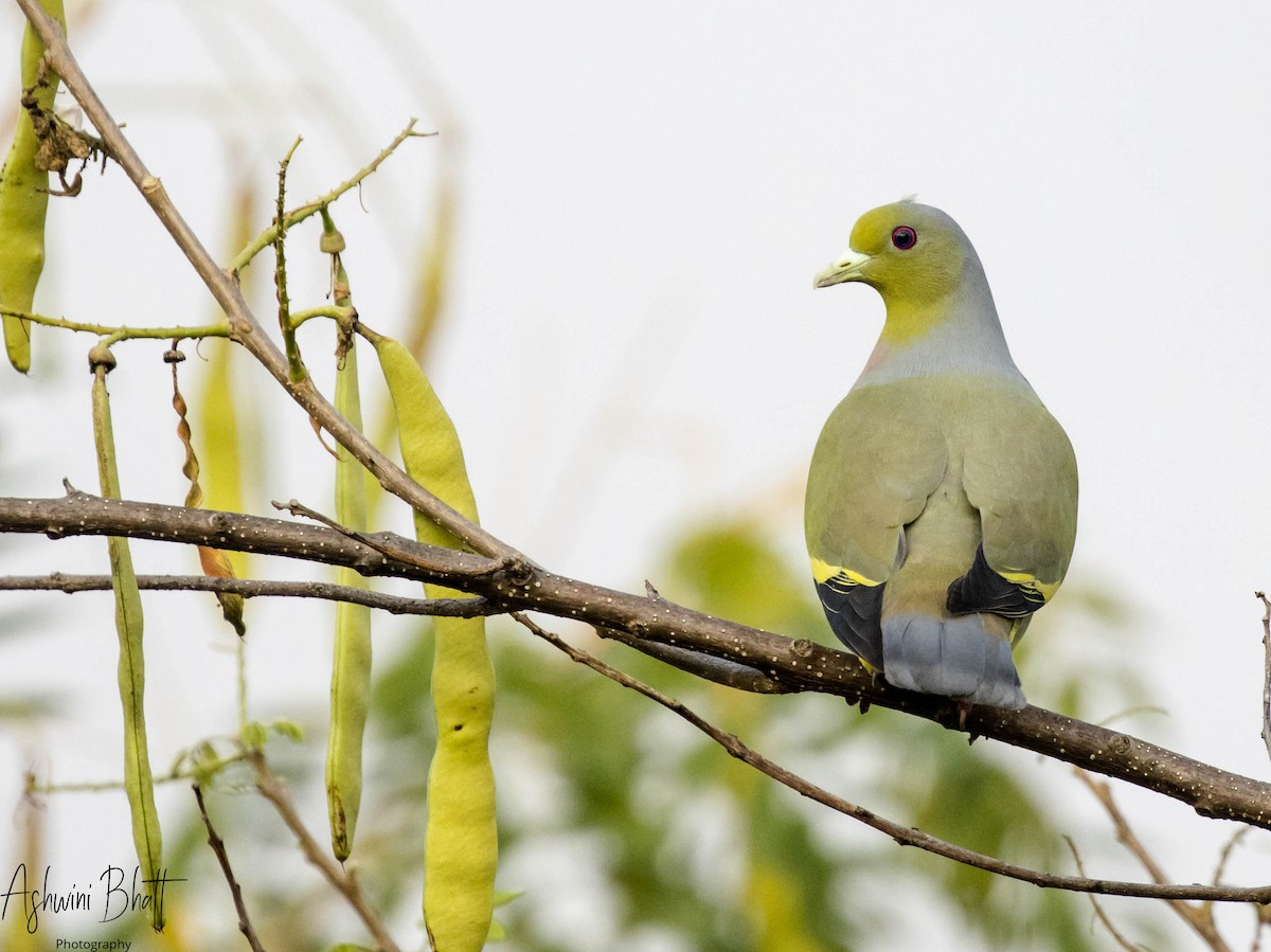 橙胸綠鳩 - ML313714821