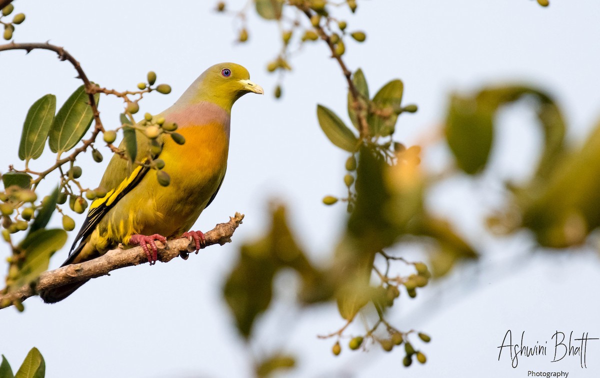 Orange-breasted Green-Pigeon - ML313714831