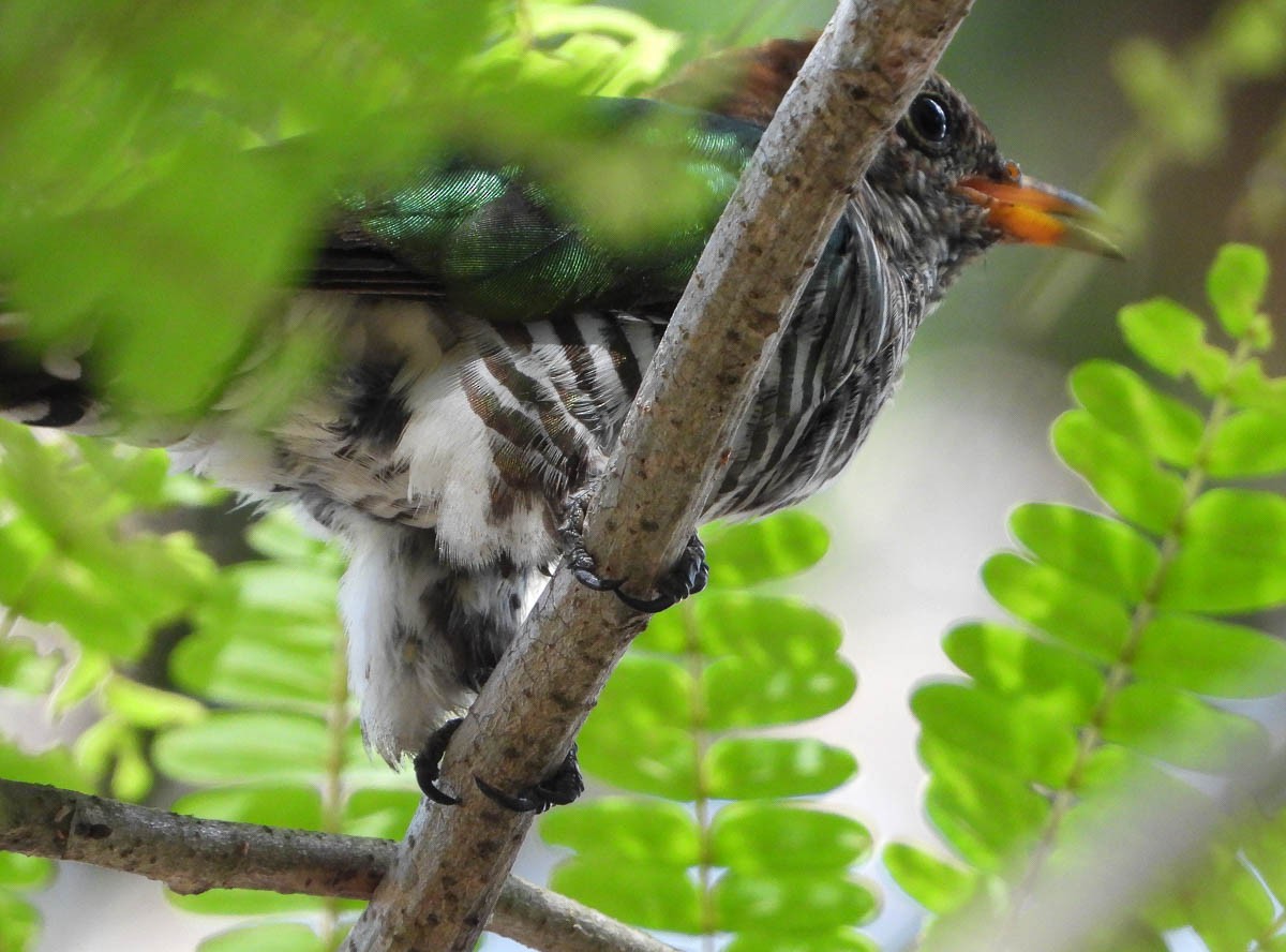 Asian Emerald Cuckoo - May Swales