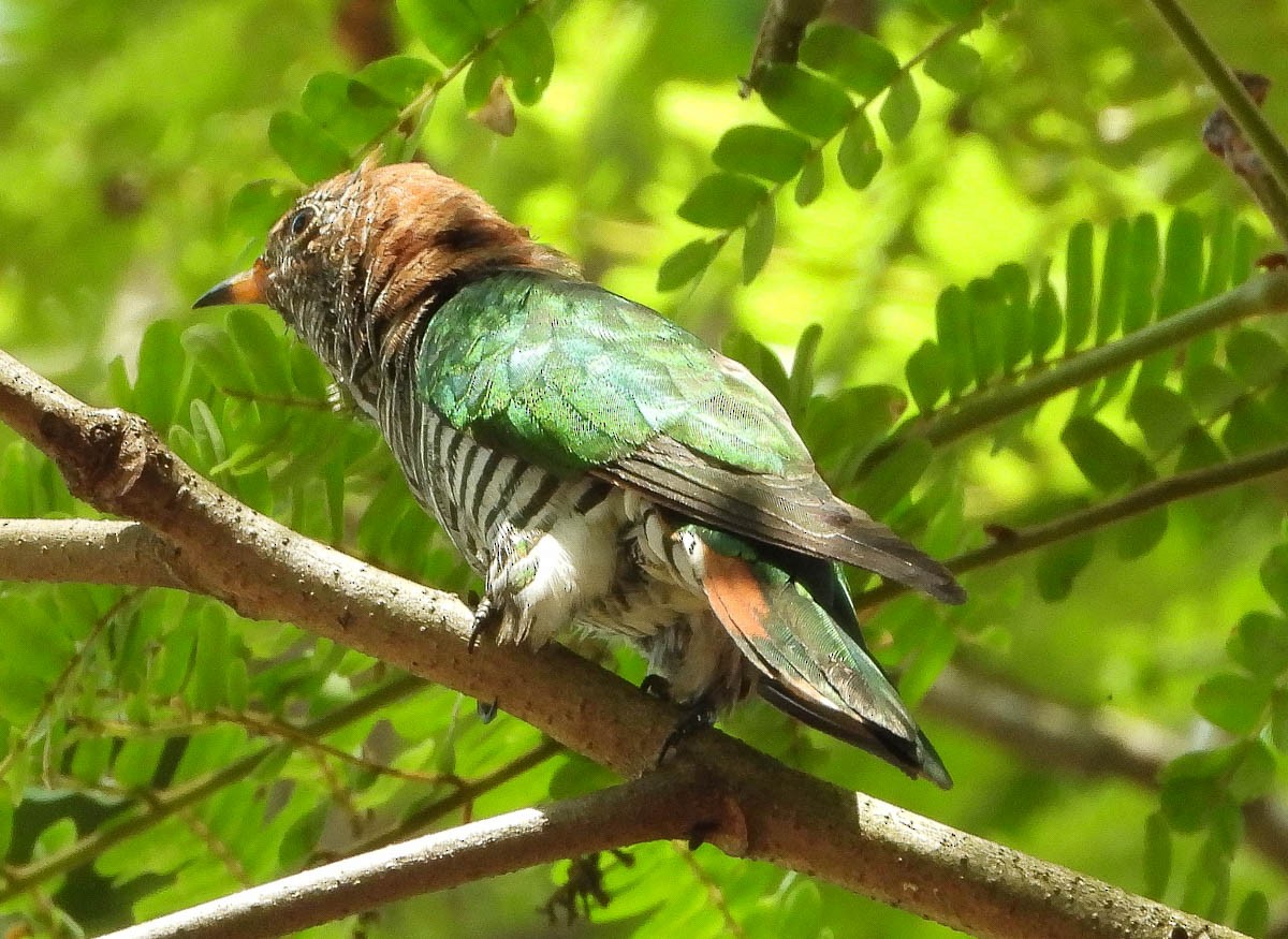 Asian Emerald Cuckoo - May Swales