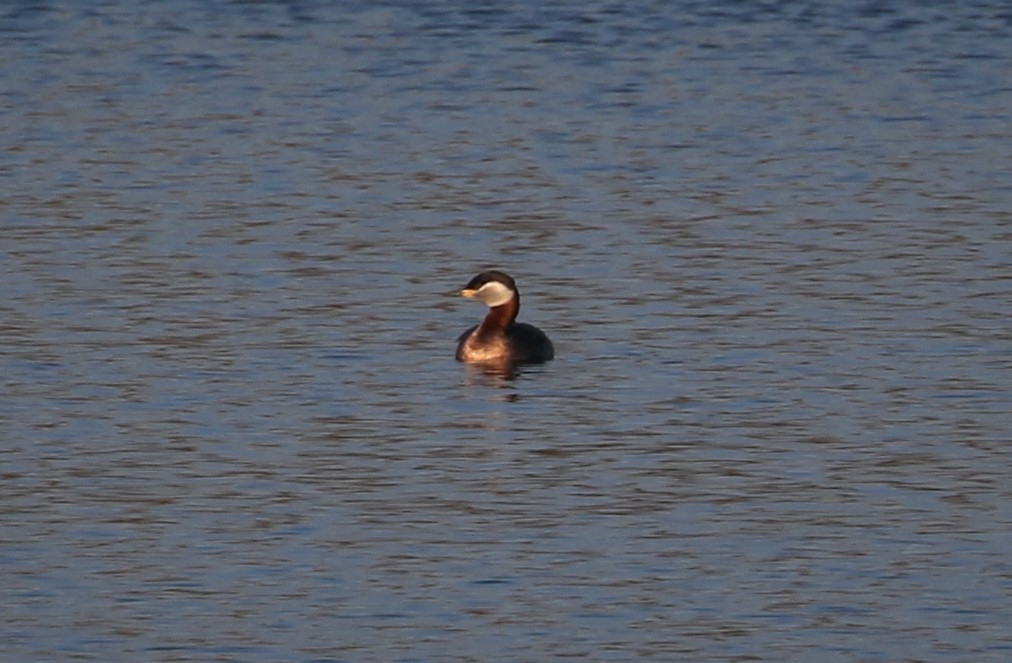 Red-necked Grebe - ML313720301
