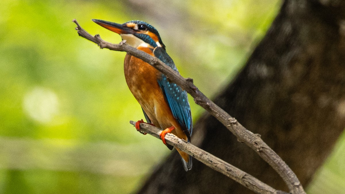 Common Kingfisher - ML313720941