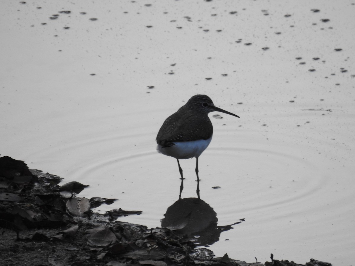 Green Sandpiper - Nishant Bhagwat