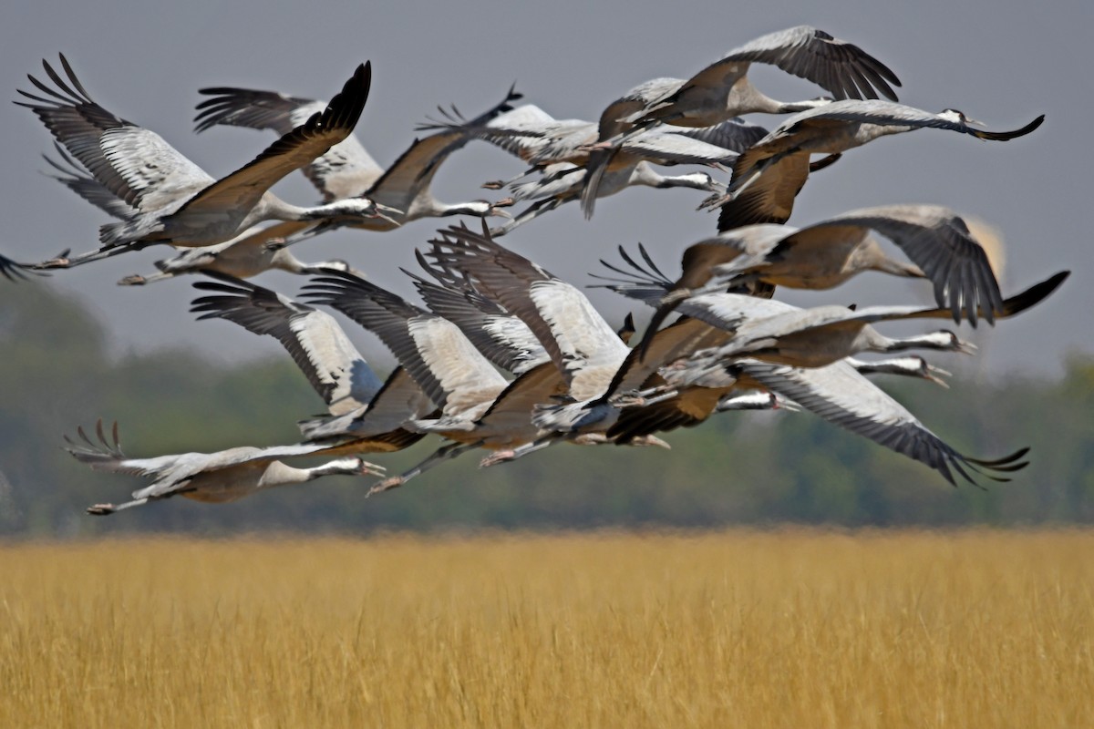 Common Crane - Vikas Pawar