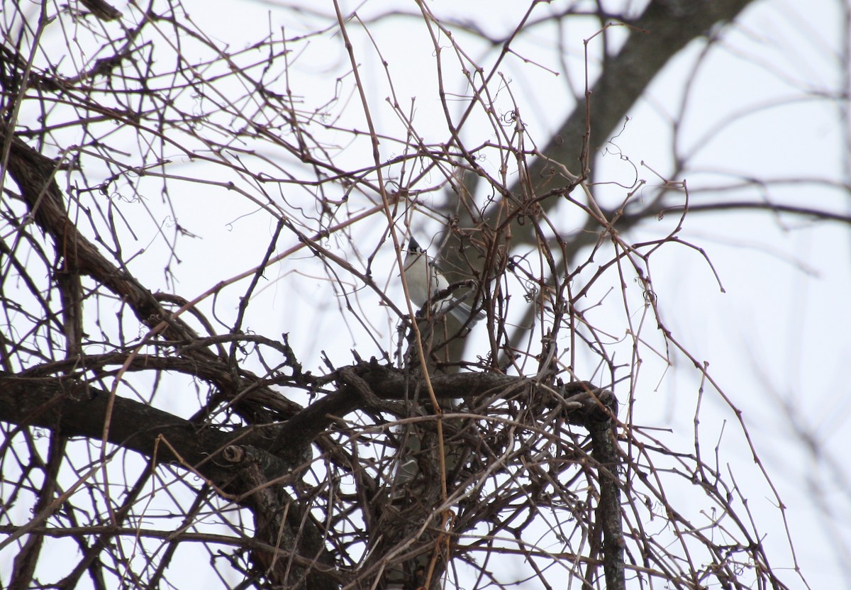 Tufted Titmouse - ML313722901