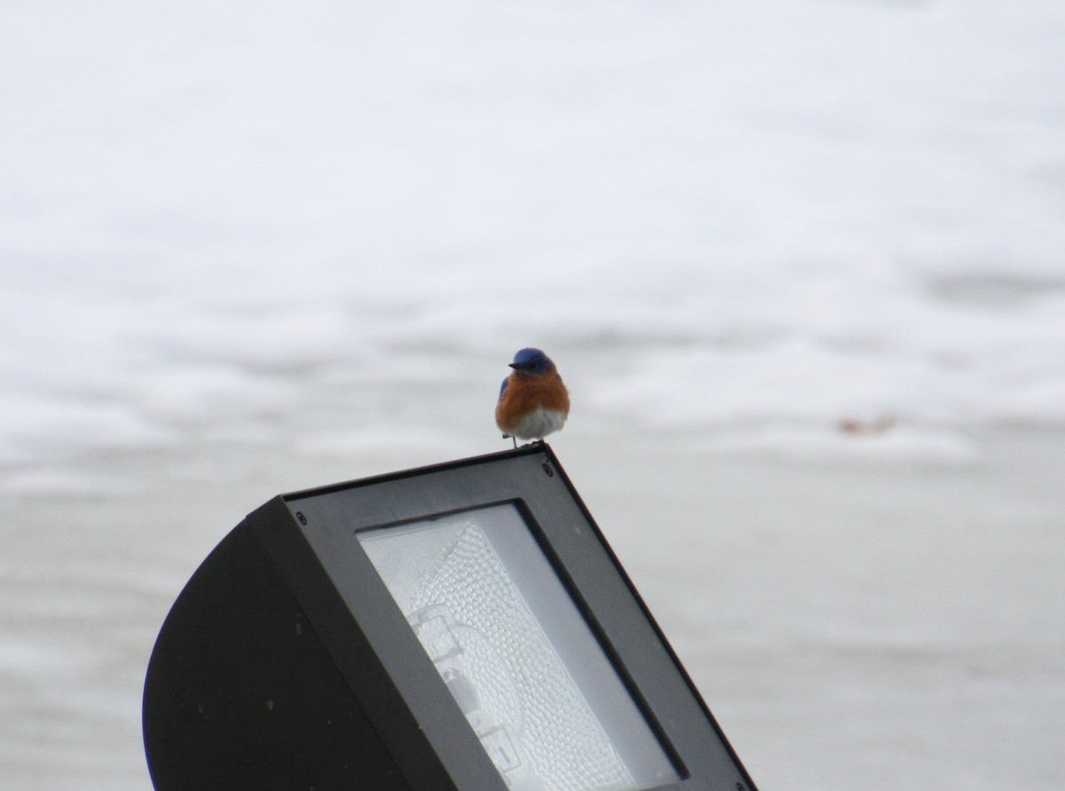 Eastern Bluebird - ML313722911