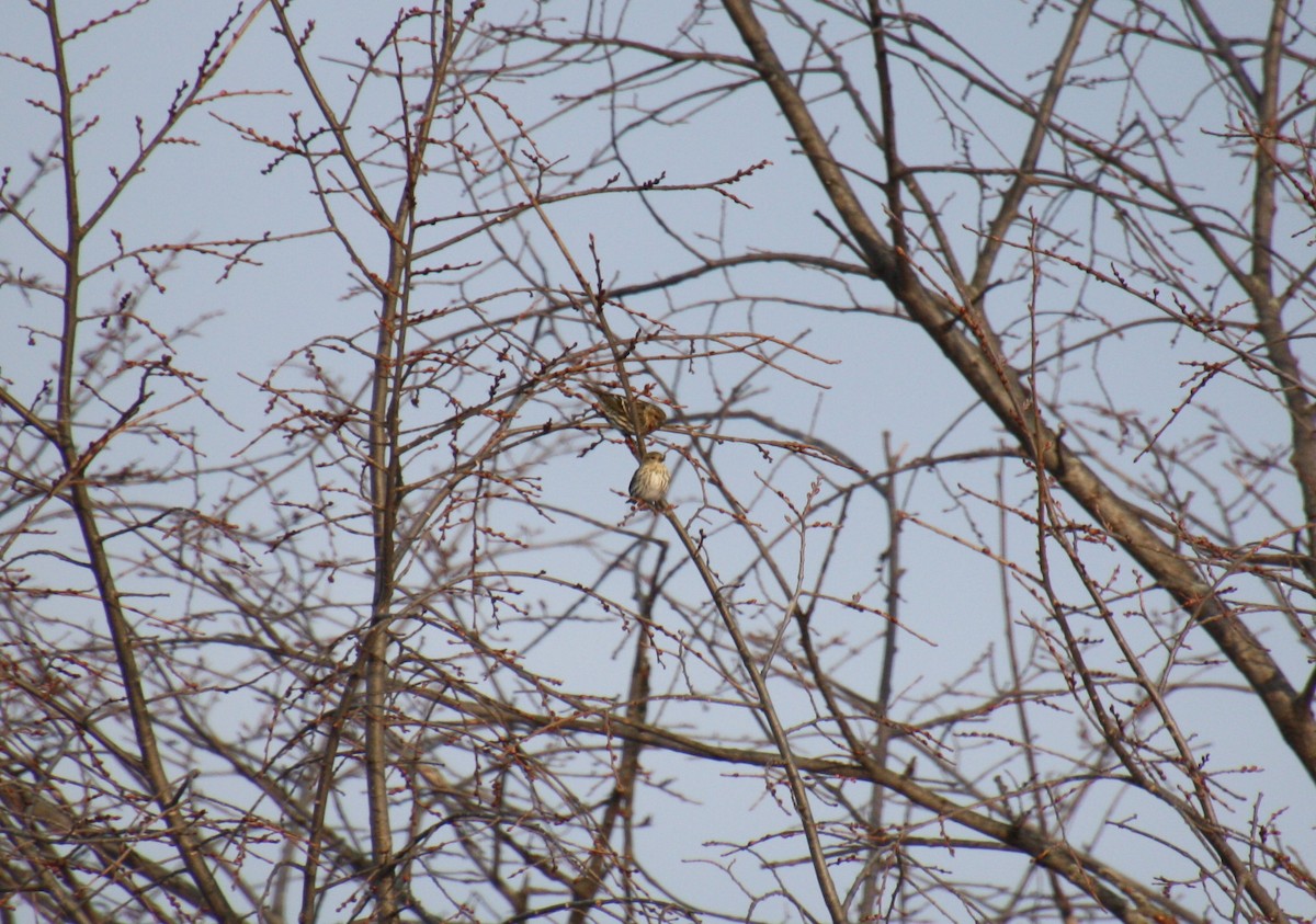 Pine Siskin - ML313723011