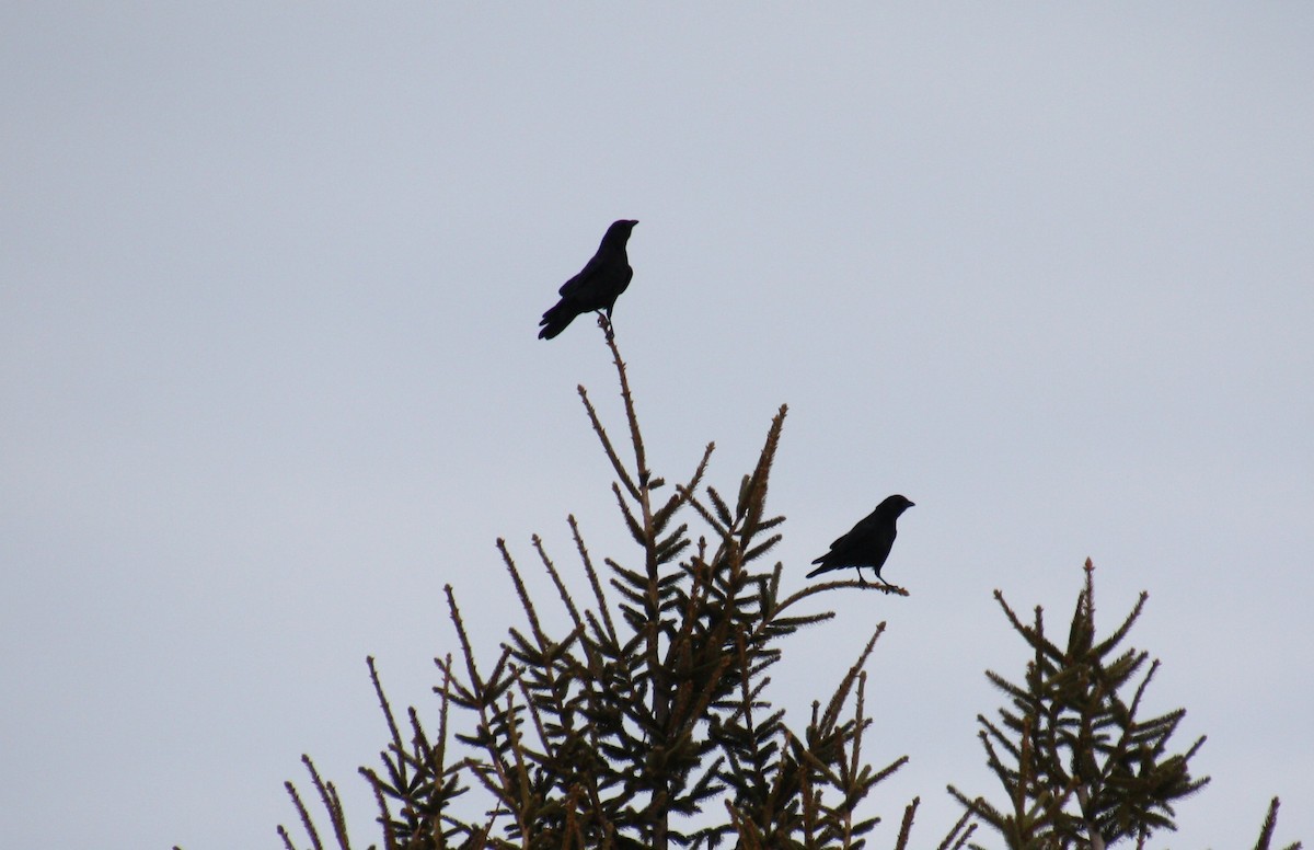 American Crow - ML313723211