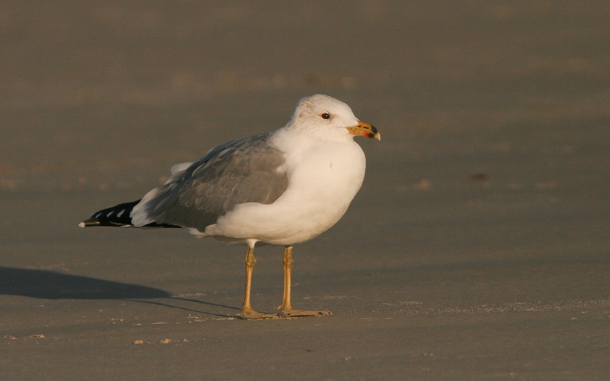 Gaviota Armenia - ML313723441