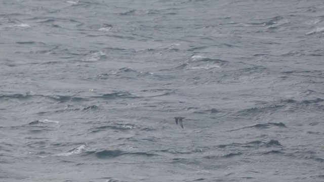 Balearic Shearwater - ML313724971