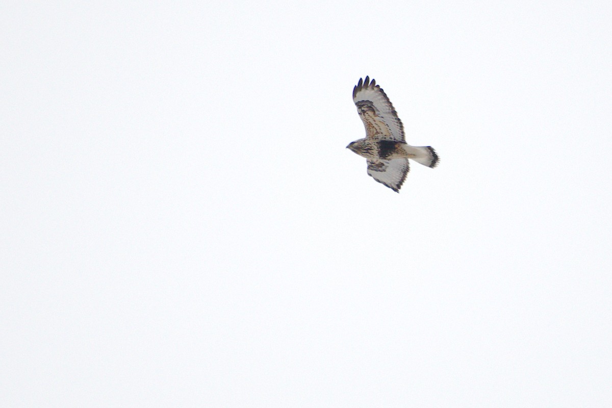 Rough-legged Hawk - ML313725011